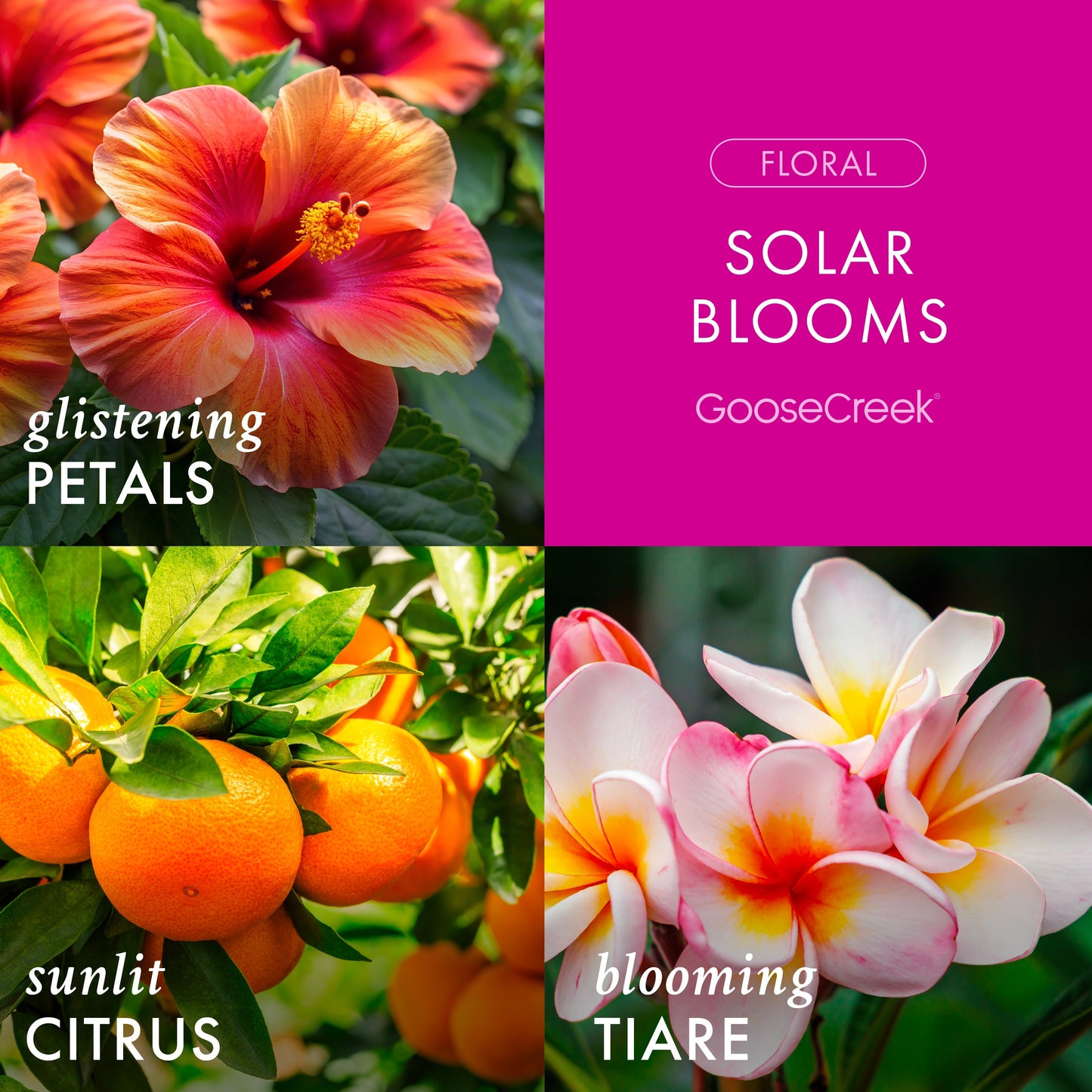Solar Blooms 3-Wick Candle